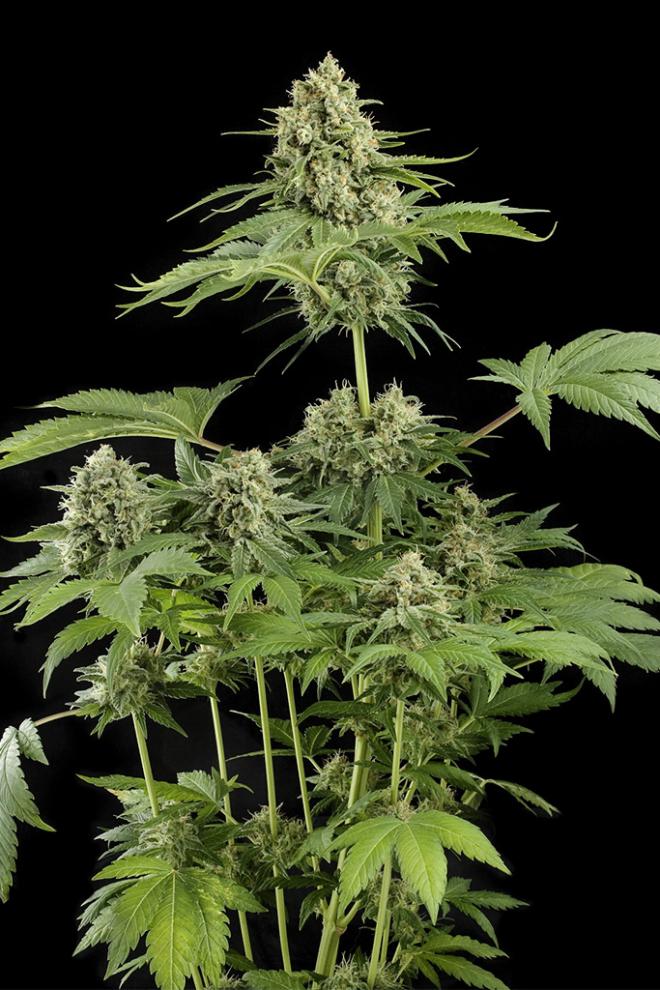 Gigantisches XXL-Erntepotenzial von bis zu 1500g pro Pflanze im Outdoor-Bereich