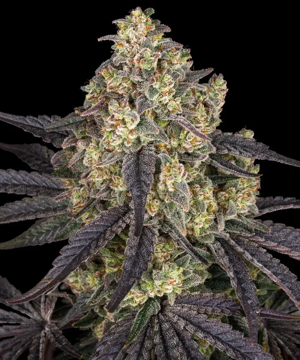 Originale High-End-Genetik von Barney’s Farm (Critical Kush x Mintz)