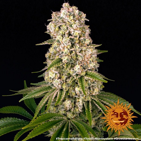 Feminized Seedlings Tropicana Banana Flowers by Barney's Farm Astronomisches XXL-Erntepotenzial von bis zu 2.000g pro Pflanze im Outdoor-Bereich