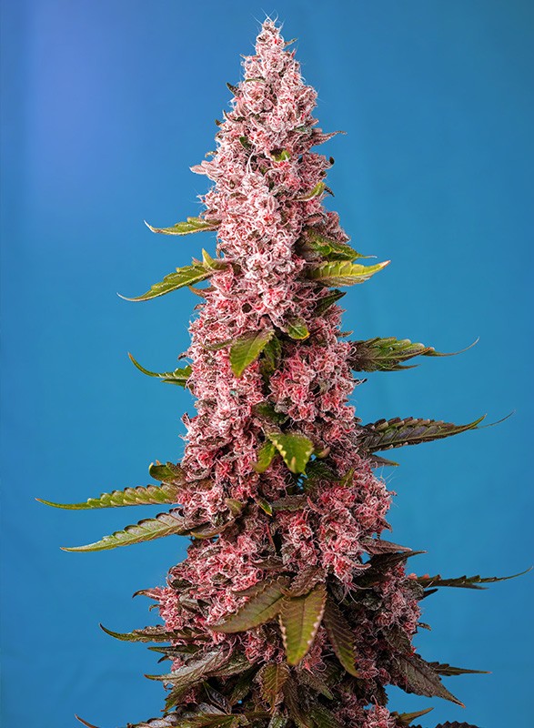Feminized Seedlings Red Hot Cookies Flowers Rose Pheno Spektakuläre Optik mit einer 60%igen Wahrscheinlichkeit für leuchtend rote Blüten