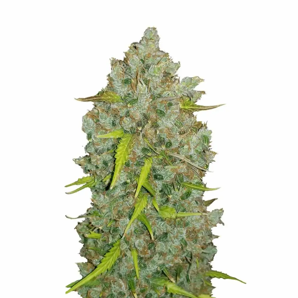 Auto Bubblegum – Süßer XXL-Ertrag im kompakten Autoflower-Sämling-Format
