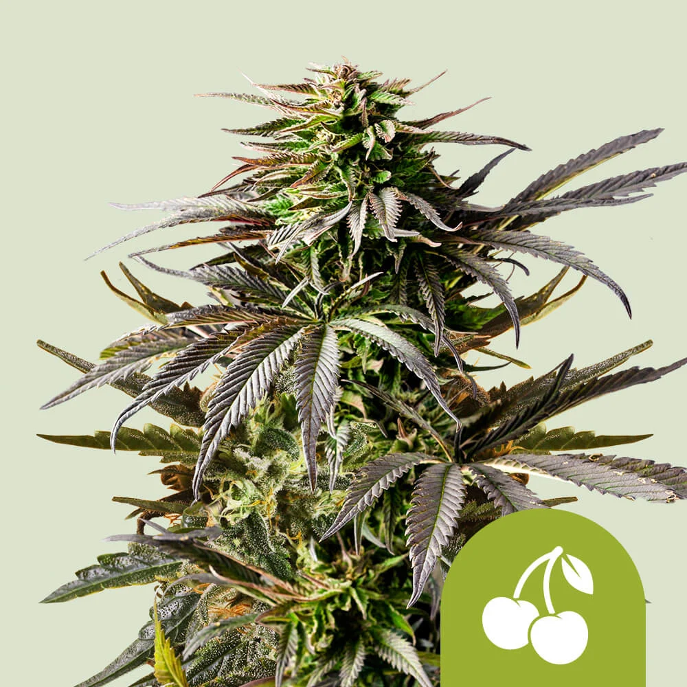 Auto Cherry Pie Automatic Sämling – Royal Queen Seeds Auto Cherry Pie Automatic Sämling von Royal Queen Seeds – junge Hanfpflanze aus Samen