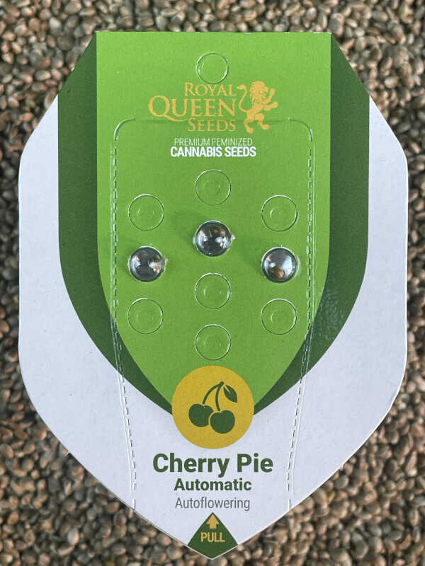 Auto Cherry Pie Sämling kaufen – fruchtige Automatic Genetik Auto Cherry Pie Sämling mit fruchtiger Cherry Pie Genetik und kompaktem Autoflower-Wuchs