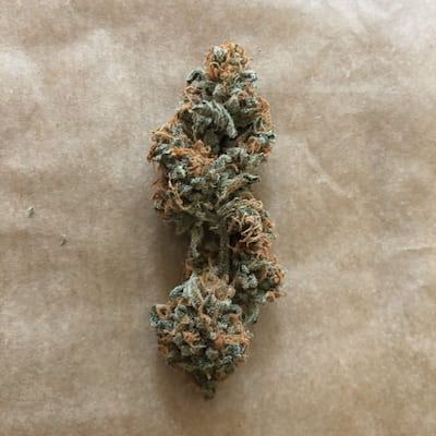 Royal Queen Seeds Auto Cherry Pie Automatic Sämling Royal Queen Seeds Auto Cherry Pie Automatic – indica-dominanter Cannabis Sämling