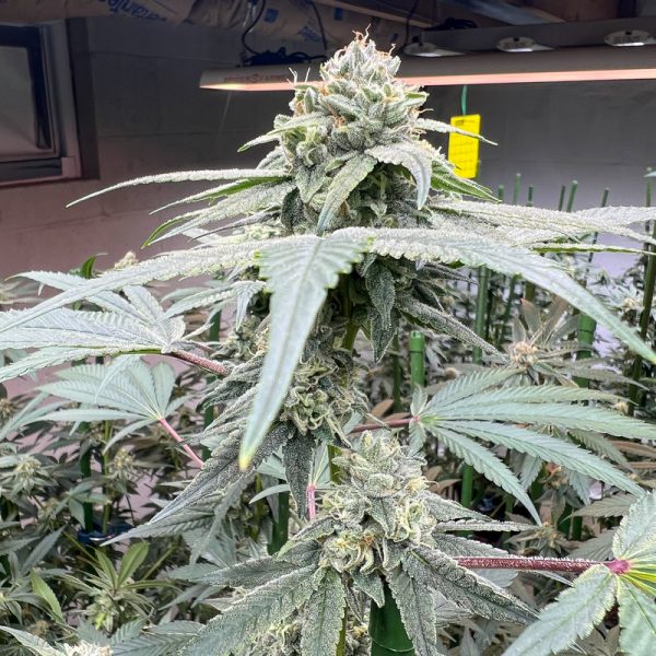 Studio 54 – Premium US Hanfsteckling von Deep East Farms x Doja Pak Studio 54 – Premium US Hanfsteckling von Deep East Farms x Doja Pak