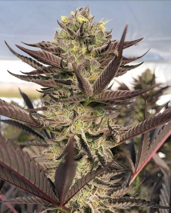 Triple Chocolate Chip Hanfsteckling kaufen. Ertragreicher US-Klon (Exotic Genetix) mit bis zu 30% THC, Minz-Schoko-Aroma & perfekt für SOG-Systeme.