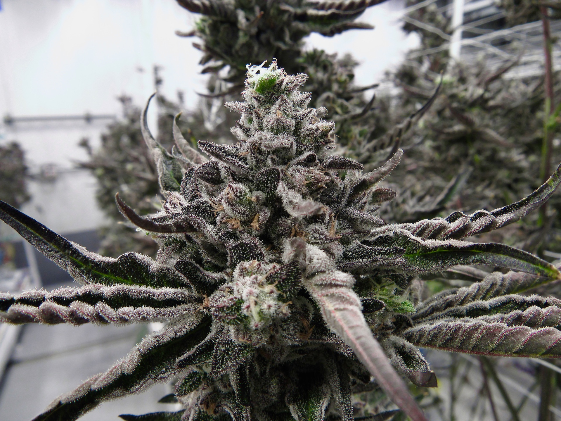 Hybrid (Photoperiodischer, feminisierter USA-Elite-Klon)