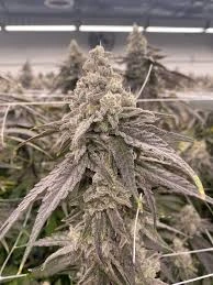 MAC#1_hanfstecklinge_kaufen_us_cali_premium Mac 1 Steckling kaufen | Capulator's Cut | Growroom21