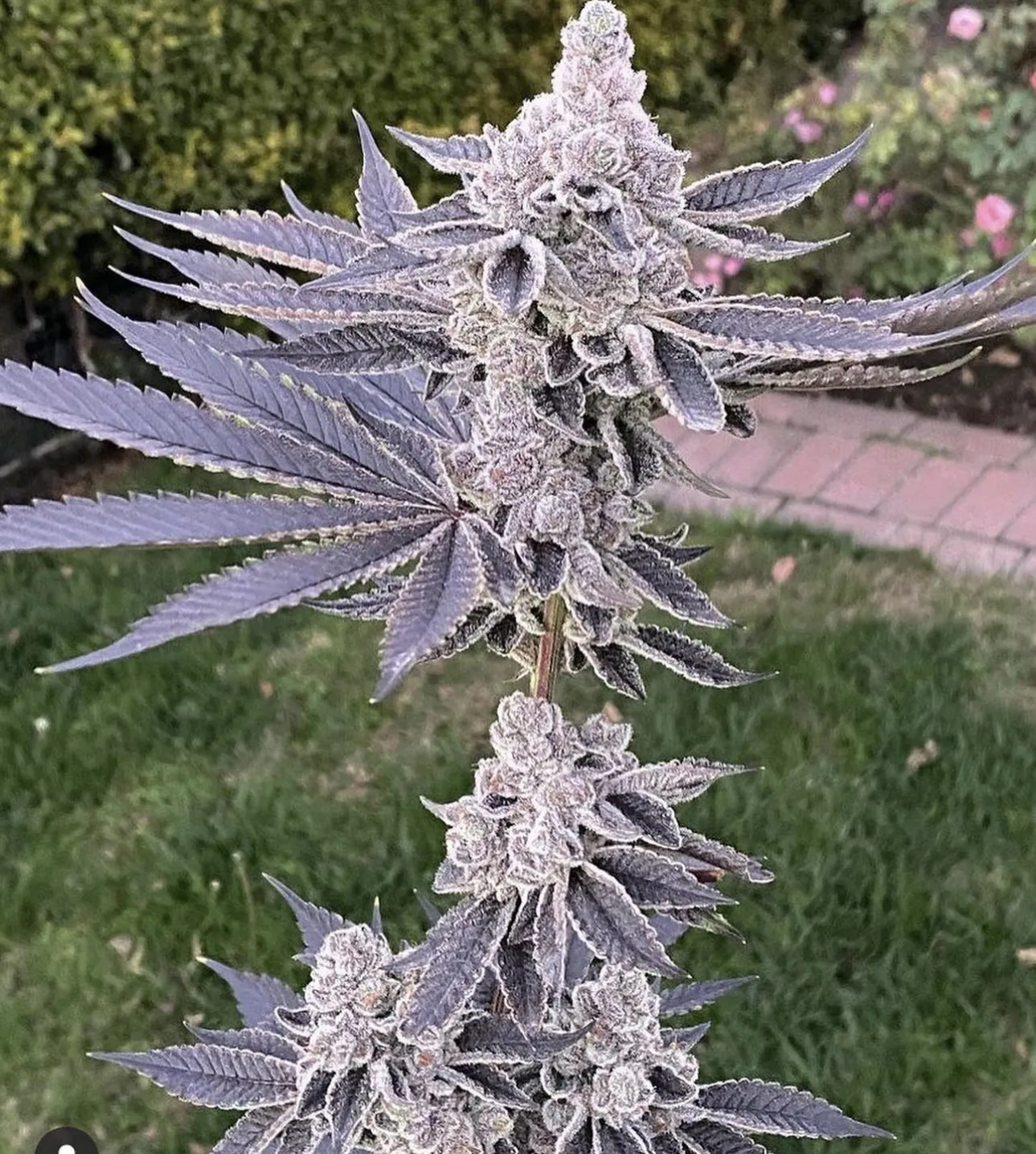 animal tsunami premium flowers cali cuts online kaufen
