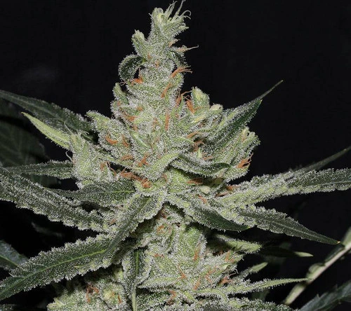 Amnesia Haze_hanfstecklinge_kaufen_Österreich_Core Cut