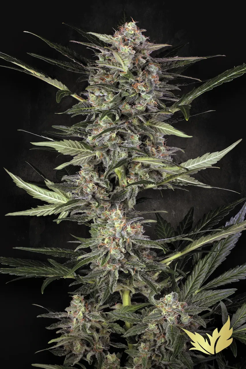 wappa_hanfstecklinge_kaufen_österreich_paradise_seeds wappa by Paradise in Flowering Period