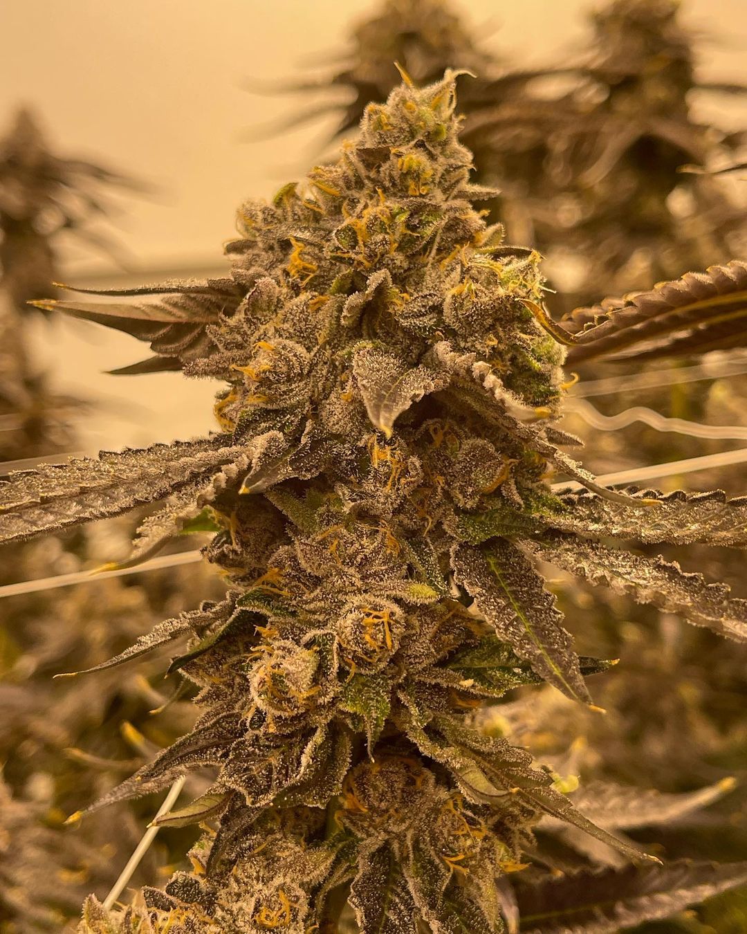 Studio 54 – Premium US Hanfsteckling von Deep East Farms x Doja Pak Studio 54 – Premium US Hanfsteckling von Deep East Farms x Doja Pak