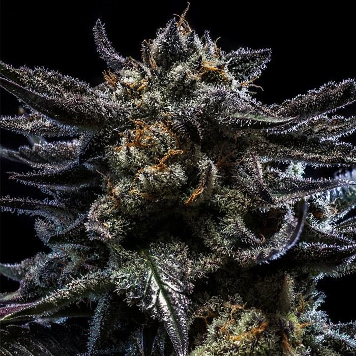 Zombie Kush Hanfsteckling von Ripper Seeds kaufen. Potenter Indica-Klon (>25% THC) mit Sideral x Bubba Kush Genetik, krassem Lavendel-Aroma & extremer Harzschicht.