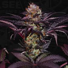 french mac by TH Seeds cuttings in flower Atemberaubender Bag Appeal mit tiefvioletten Buds und massivem Harzbesatz