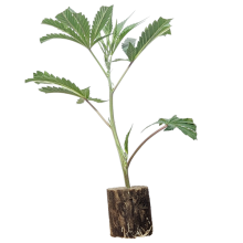 (Bild für)  Alpujarrena - Pyramid Seeds 