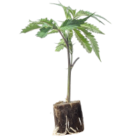 (Bild für) Amnesia Haze - Core Cut Only Strain 