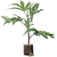 Animal Tsunami - Jungle Boys (Bild für) Animal Tsunami - Jungle Boys