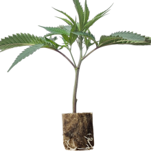 Apple Fritter - Lumpy's Cut (Bild für) Apple Fritter - Lumpy's Cut