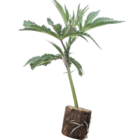 (Bild für) Barbara Bud - House of Great Gardener 