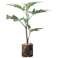 Big Bud - Sensi Seeds (Bild für) Big Bud - Sensi Seeds