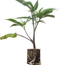 Blueberry Muffin - Humboldt Seeds (Bild für) Blueberry Muffin - Humboldt Seeds