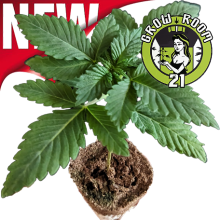 Sämlinge - 24K Gold - DNA Genetics (Bild für) Sämlinge - 24K Gold - DNA Genetics