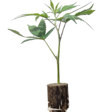 Break Pad Breath - Ripper Seeds (Bild für) Break Pad Breath - Ripper Seeds