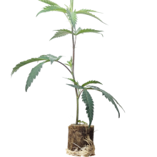 (Bild für)  Bubba Kush 2.0 - Humboldt Seeds 