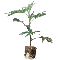 Bruce Banner#3 - Anesia S. (Bild für) Bruce Banner#3 - Anesia S.