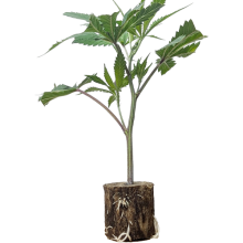 Candy Pave - Compound Genetics (Bild für) Candy Pave - Compound Genetics