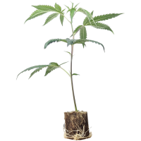 (Bild für) Chemical Bride - Green House Seeds 