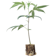 (Bild für)  Chemical Bride - Green House Seeds 