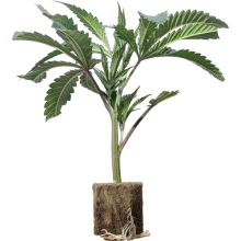 Dante's Inferno - Mile Highdave Cut (Bild für) Dante's Inferno - Mile Highdave Cut