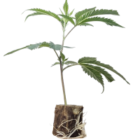 French Macaron - TH Seeds (Bild für) French Macaron - TH Seeds