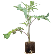 (Bild für)  Green Crack - Humboldt Seeds 