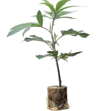 Hella Jelly - Humboldt Seeds (Bild für) Hella Jelly - Humboldt Seeds