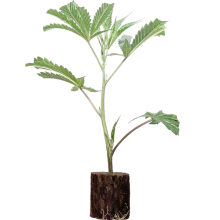 (Bild für)  Hulkberry - Royal Queen Seeds 