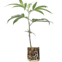 Jokerz Candy - Compound Genetics (Bild für) Jokerz Candy - Compound Genetics