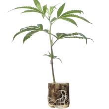 Jokerz Candy - Compound Genetics (Bild für) Jokerz Candy - Compound Genetics