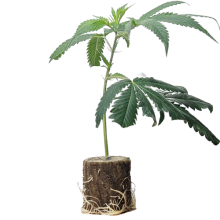 Jungle WIFI - Jungle Boys (Bild für) Jungle WIFI - Jungle Boys