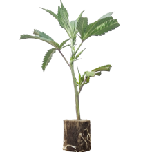 (Bild für)  Kukulkan - Pyramid Seeds 