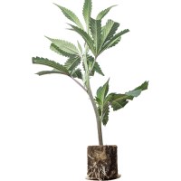 (Bild für) London Mint Cake - TH Seeds 