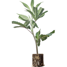 London Mint Cake - TH Seeds (Bild für) London Mint Cake - TH Seeds