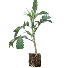 London Pound Cake x M.B. - Ripper Seeds (Bild für) London Pound Cake x M.B. - Ripper Seeds
