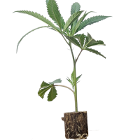 Mac 1 - Capulator Cut (Bild für) Mac 1 - Capulator Cut