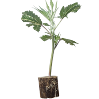 (Bild für) Mimosa Evo - Barney's Farm 