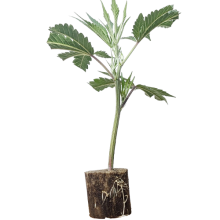 (Bild für)  Mimosa Evo - Barney's Farm 