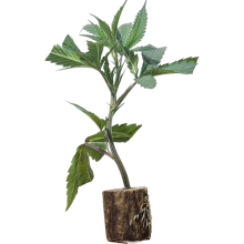 (Bild für)  Northern Lights - Sensi Seeds 