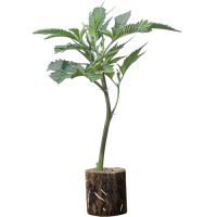 (Bild für) OG Kush - Royal Queen Seeds 