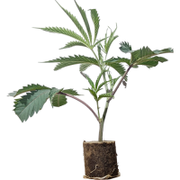 (Bild für) Oracle Octane - Anesia S. 